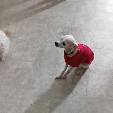 Spud and Buddy eating their morning treat
