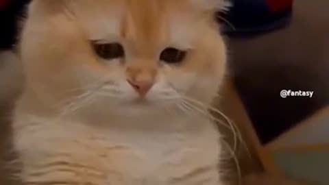 The Funniest Cats That Will Make You Laugh Nonstop – Must-See Videos! 😹"