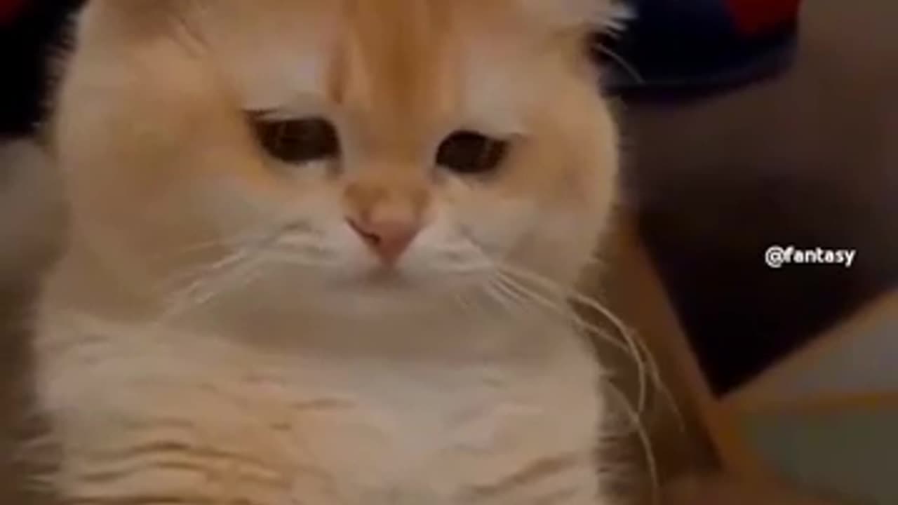 The Funniest Cats That Will Make You Laugh Nonstop – Must-See Videos! 😹"