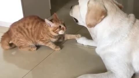 Funny and Cute Cats Videos #178