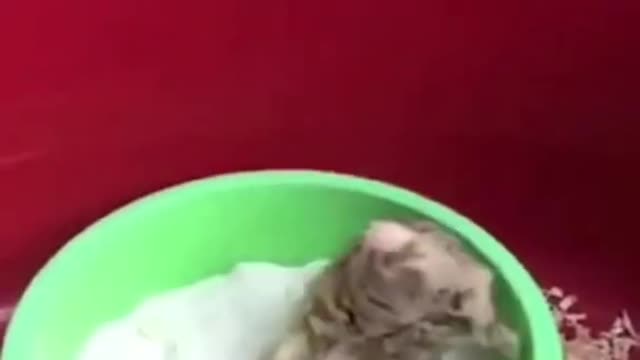 ❤️😹 Funniest Animals 😹 - Best Of 🙊❤️ Funny Animal Videos Ep 50 #Shorts#Pets ❤️