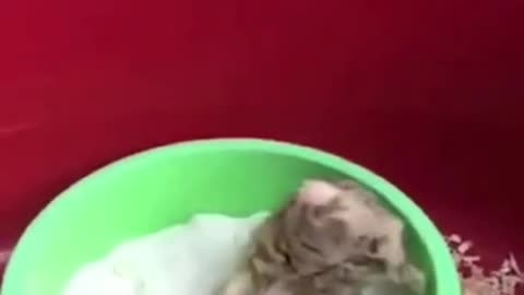 ❤️😹 Funniest Animals 😹 - Best Of 🙊❤️ Funny Animal Videos Ep 50 #Shorts#Pets ❤️