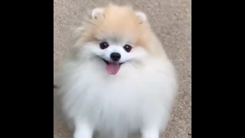 Cute dog cat animals 😄