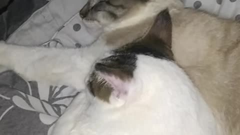 My Kittenssssss