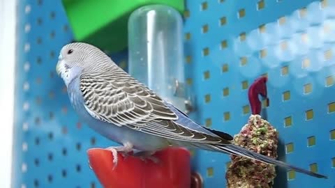 Blue parrot in cage