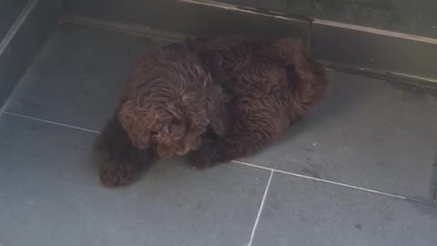 Brown dog tries to catch light reflection around floor