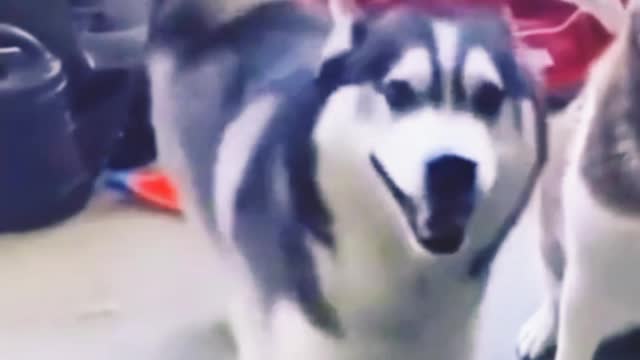 The dog is dancing cool to the music 🤣🤣🤣