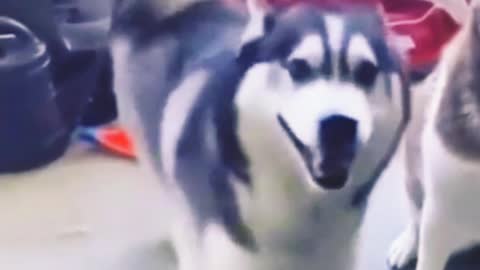 The dog is dancing cool to the music 🤣🤣🤣