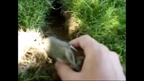 Baby Bunny Rabbits Binky - CUTEST Compilation 2021