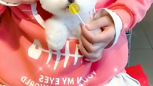 Look What I Have In My Pocket | Cute Pomeranian Dog |