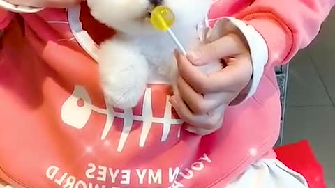 Look What I Have In My Pocket | Cute Pomeranian Dog |