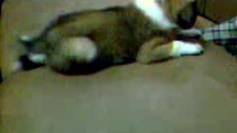 #1doggy funny little dog