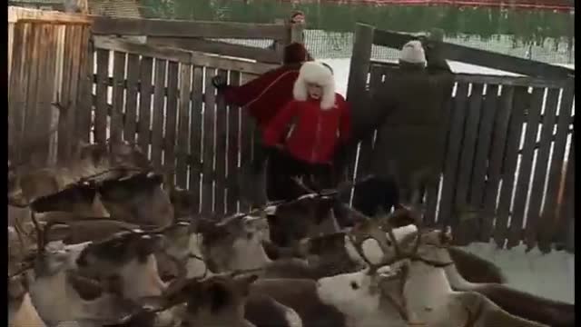 Herding the Reindeer | Reindeer Girls | BBC Earth