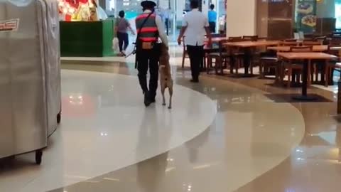 Adorable Dog chillin at the mall