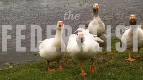 Leaked Police Audio Confirms Haitian Goose-Hunting In Ohio