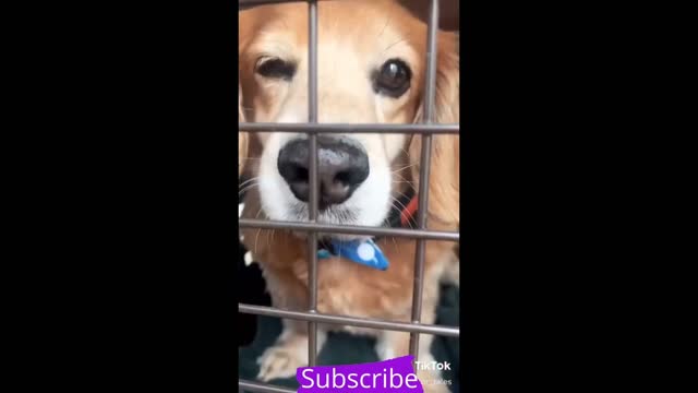 Top Funny Cute Dog Video.