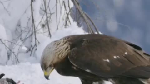 Snow Eagle Eating Fox | Animal World | Wild Life | Eagle Hunting | Animal Hunting | Nat Geo Animal