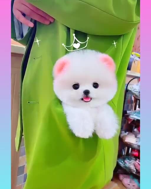 Funny and Cute Dog Video Compilation,🐕🐕_12 _#short