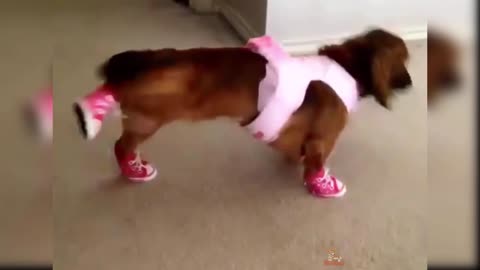 Dog Reaction to Dog Shoes - Funny Dog Shoes Reaction Compilation