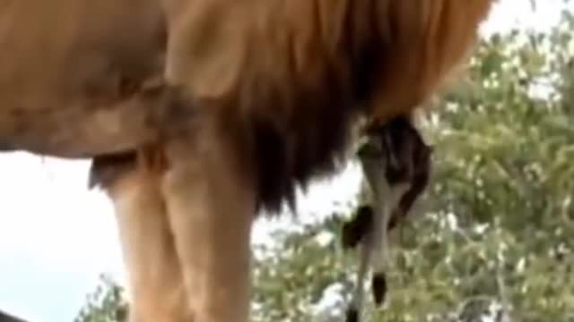 lion climbs tree to hunt