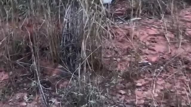 Out Door cat Playing like Crazy