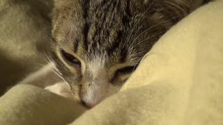 I Will Fall Asleep on My Nose