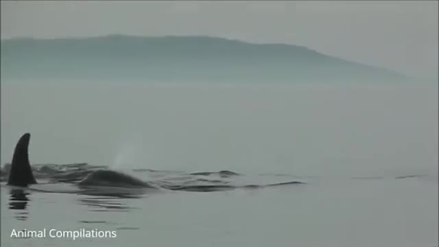 Wild Orca Killer Whales Swimming in HD - Compilation