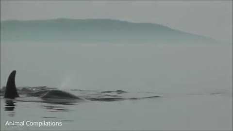 Wild Orca Killer Whales Swimming in HD - Compilation