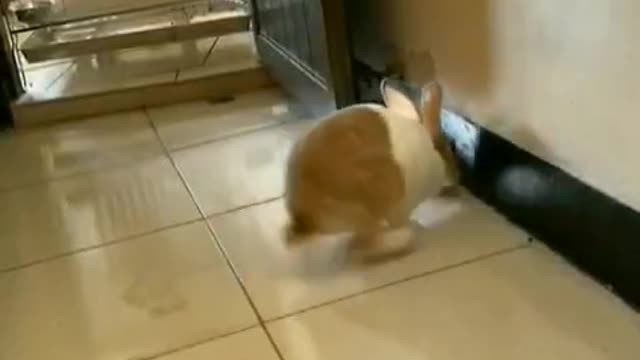 little rabbit hop hop hop