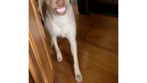 Dog video