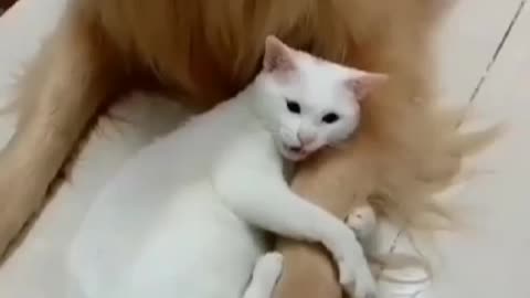 Best Friends Ever Dog & Cat