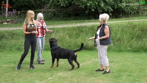 Rottweiler
