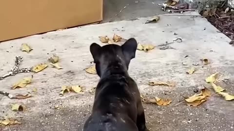 Puppy on trash