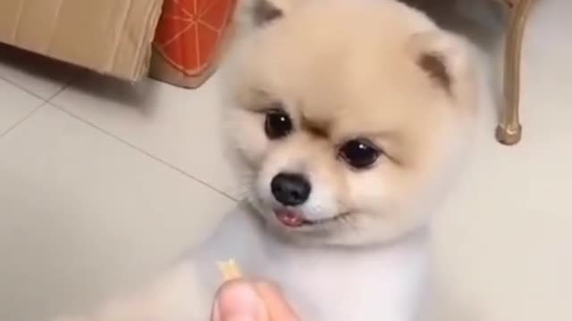 Baby Dogs - Cute and Funny Dog Videos | Aww Animals