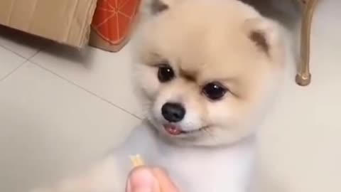 Baby Dogs - Cute and Funny Dog Videos | Aww Animals