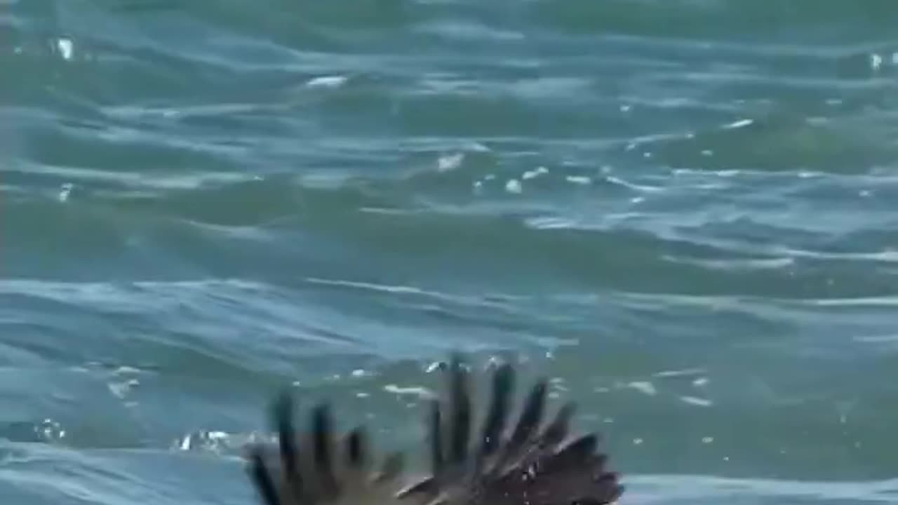Eagle fish hunting #amazing #wonderful #viral #viralvideo #shortsvideo #shorts #shortvideo #eagles