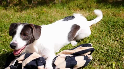Dog video.playing dog with clothe.cute video