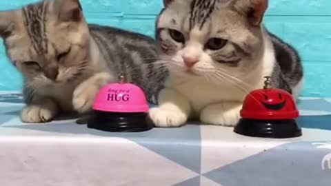 Lovely Cat belling