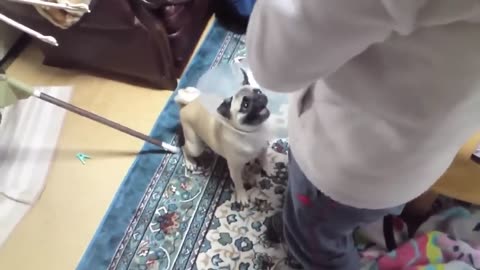 Top 10 Funny dogs