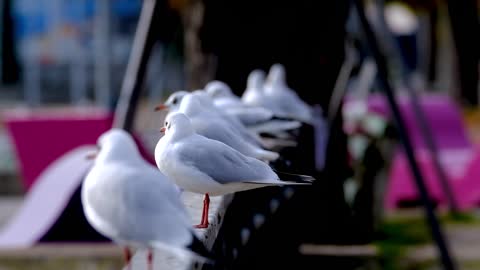 !Animal Video!pwts Video!Love Animal