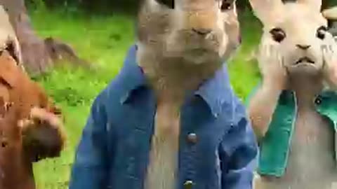 Funny Bunny 2