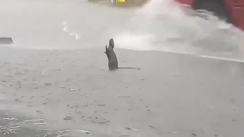 Adorable Rat Enjoys Rainy Day: Heartwarming Animal Moment!