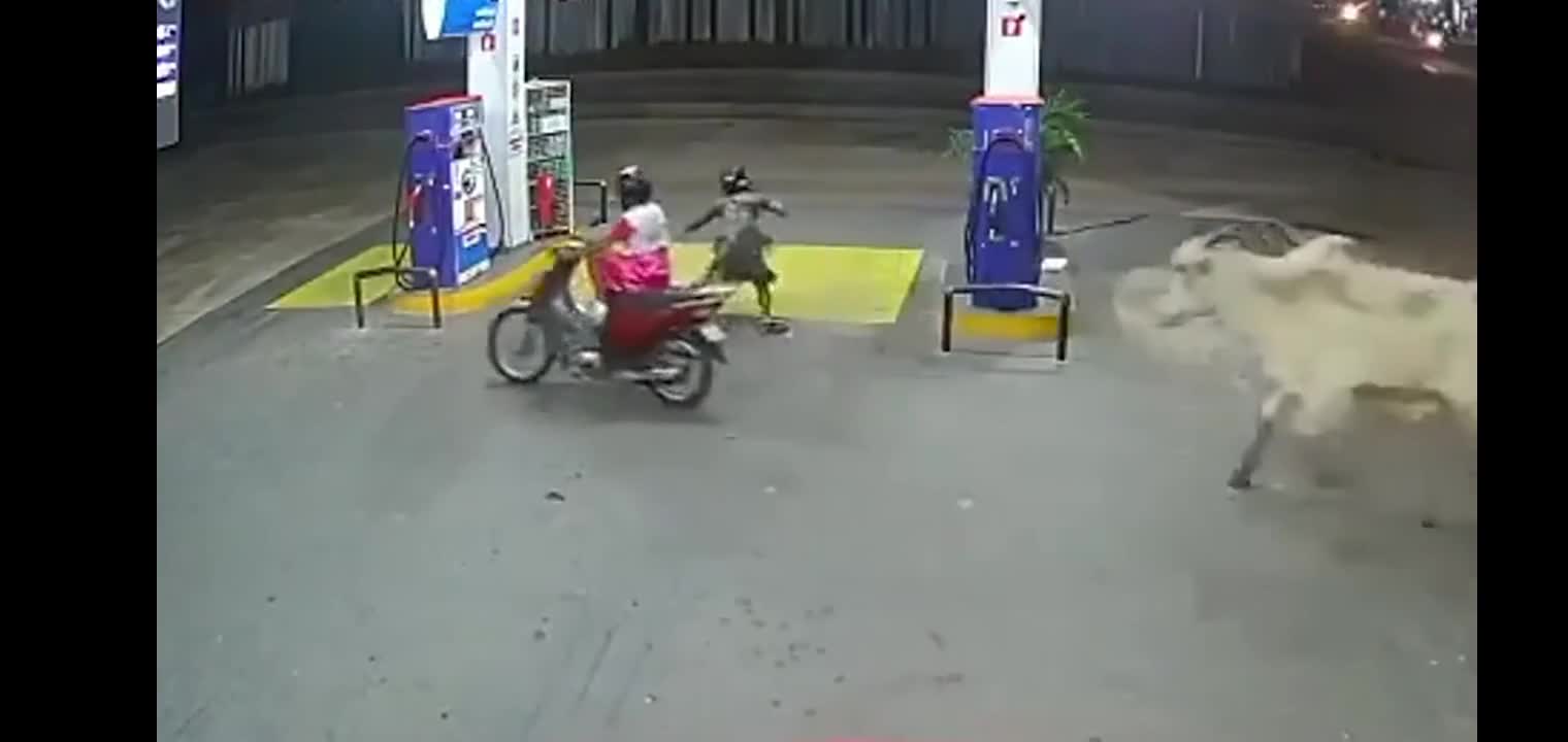 Dangerous incredible Cow Reaction
