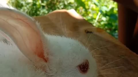 My darling rabbit, very hungry kid.