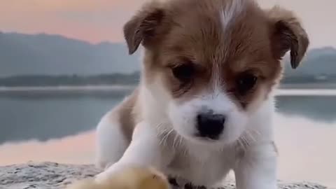 Cuteness Overload ❤️💙 #CutePuppy #Shorts