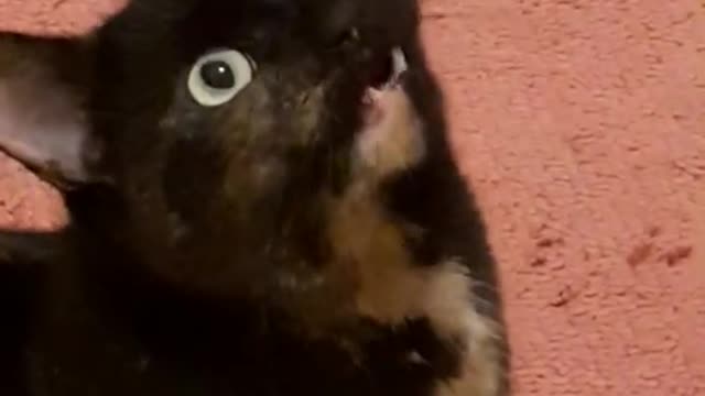 Funny Cat Trying To Talk Whispering_She Tried!!