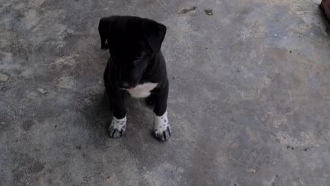 the dogs were playing