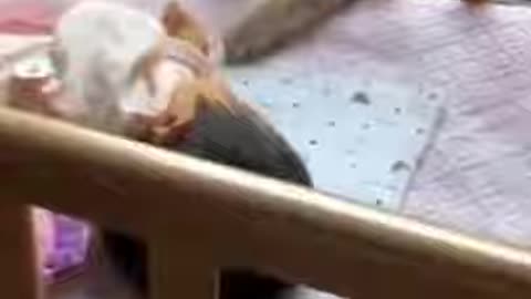 cute animals #shorts #short #cutes __animals(17)