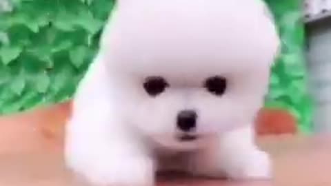 Little cute puppy cute acts smart puppy 😍😍
