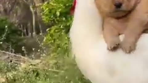 Chicken and dog very funny video
